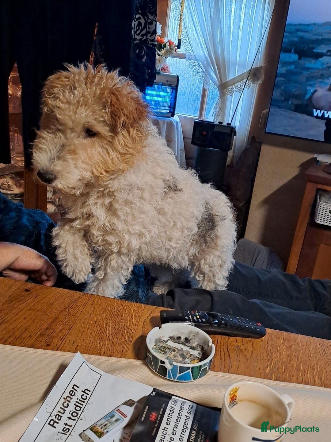 Fox Terriër Draadhaar honden te koop: Fox terrier draadhaar pups - Advertentie 11