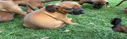 Beierse Bergzweethond honden te koop: Hanoveraaanse zweethond pups - Advertentie 14