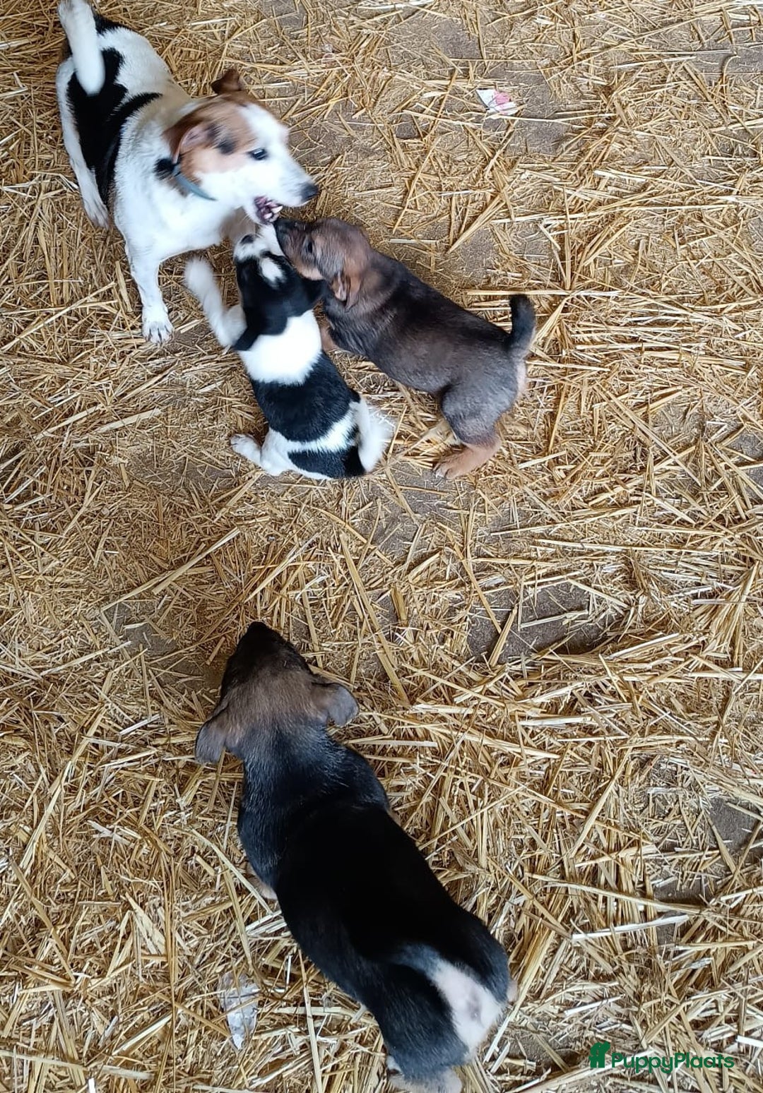 Jack Russel Terriër honden te koop: Pups: Jack Russel X Keeshond - Afbeelding 19