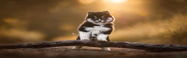 Pomsky 2 - Coco