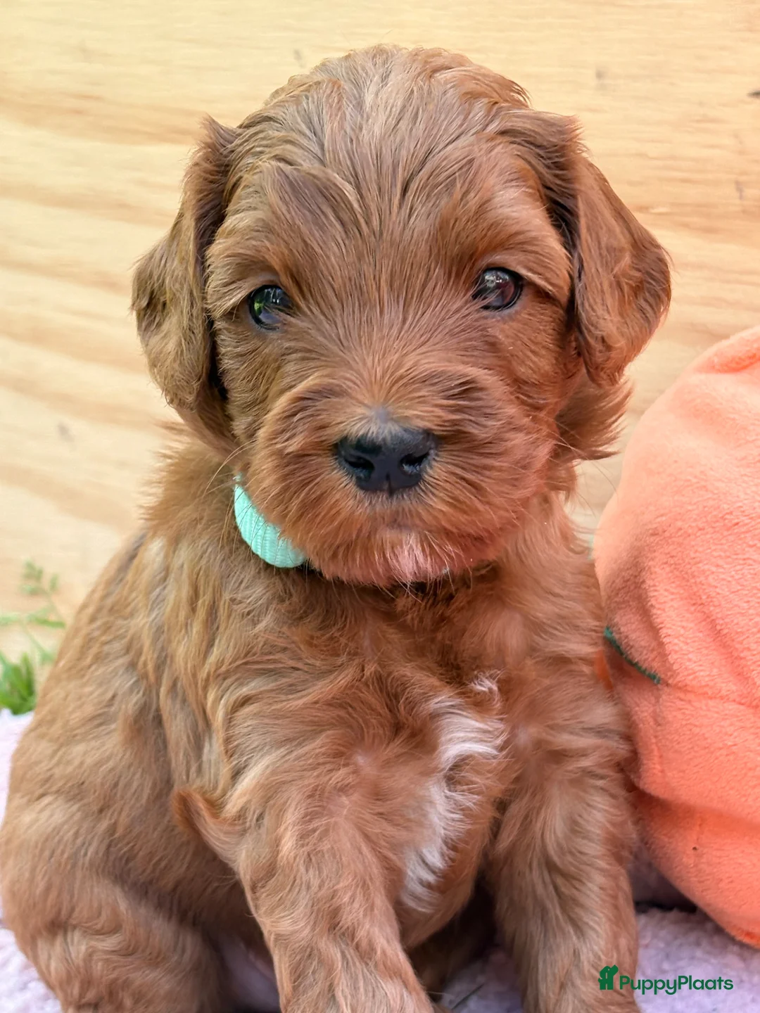 Australian Labradoodle honden te koop:  Australian Labradoodle (medium) pups - Advertentie 11