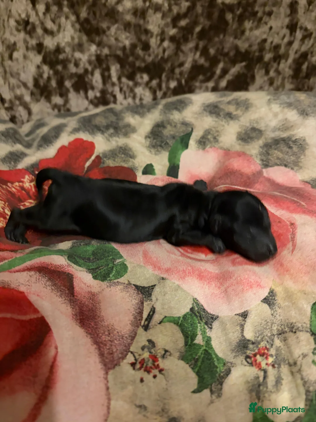 Australian Labradoodle honden te koop: Mini australian Labradoodle  - Advertentie 7