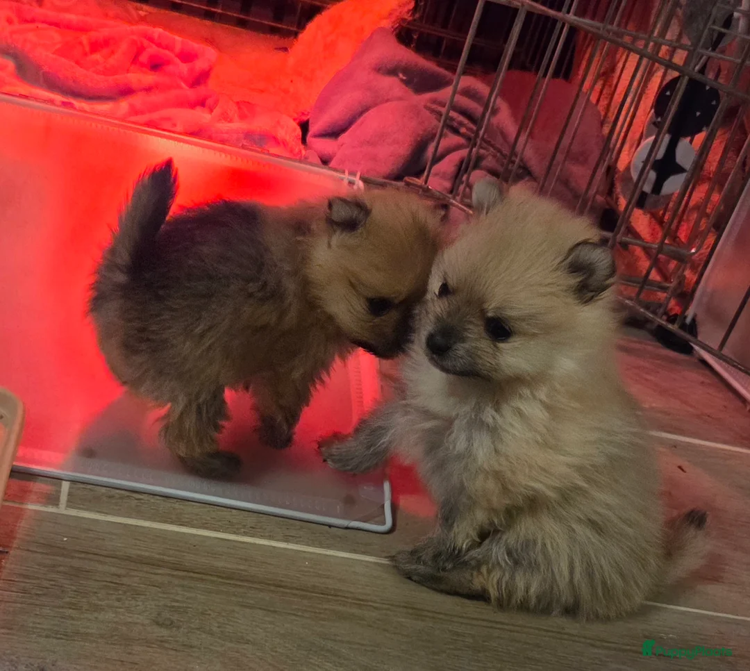 Pomeriaan honden te koop: Mooie pomeriaanpups te koop - Advertentie 7