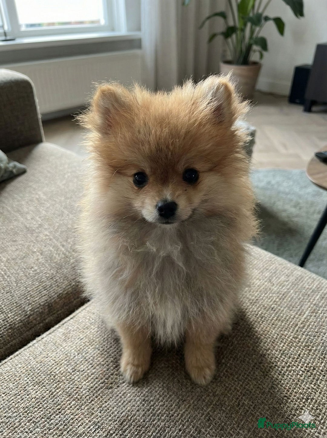 Pomeriaan honden te koop: 🐻 Bear Face Pomeranian – Reu Pup  Beschikbaar  - Advertentie 2