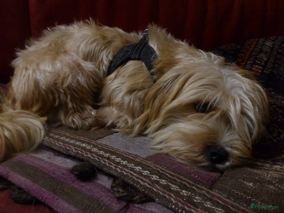 Yorkshire Terriër honden te koop: 5 pups Yorkshire Terrier gezond niet doorgefokt - Advertentie 27