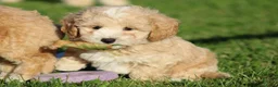 Maltipoo honden te koop: Knappe Maltipoo pups. - Advertentie 5