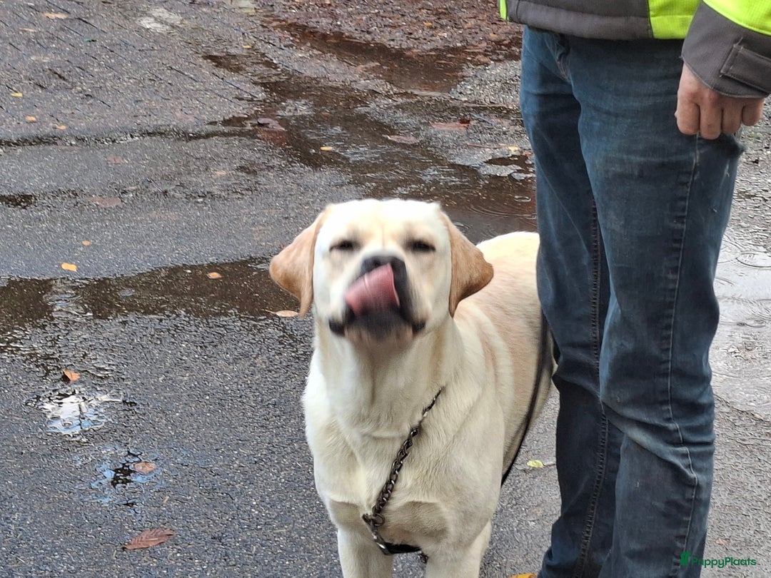 Labrador Retriever honden ter dekking: Staat ter dekking onze Sun.. (reu met papieren) - Advertentie 3