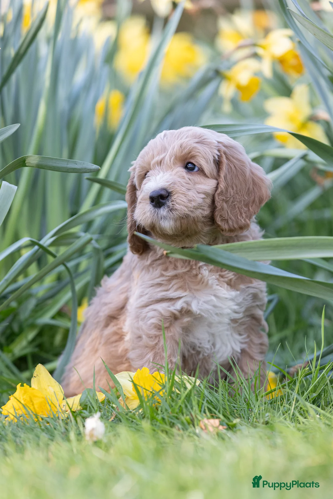 Labradoodle honden te koop: Lieve labradoodles  - Advertentie 10