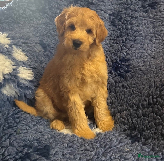 Australian Labradoodle honden te koop Australian labradoodles - Advertentie 1