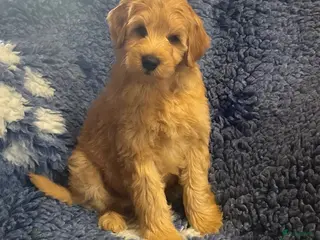 Australian Labradoodle honden te koop Australian labradoodles - Advertentie 1