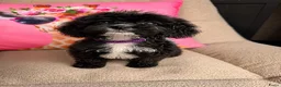 Cavapoo honden te koop: Cavapoo  - Advertentie 12