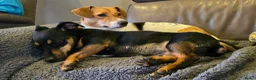 Jack Russel Terriër honden te koop: Te koop: Black & Tan Jack Russell Teef (2 jaar) - Advertentie 11