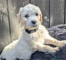 Labradoodle Kleur vacht: wit - kleur halsbandje grijs