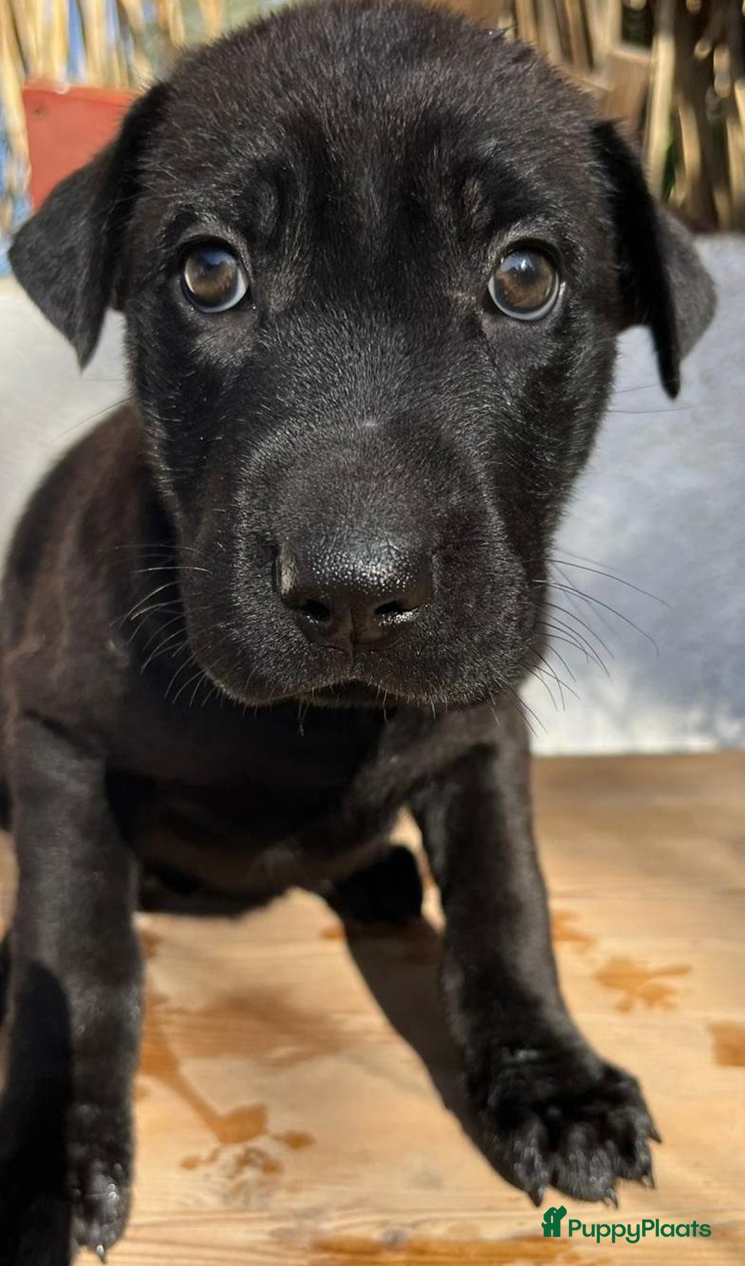 Kruising honden ter adoptie: ganie  wat een schatje en  op zoek naar huisje  - Advertentie 3