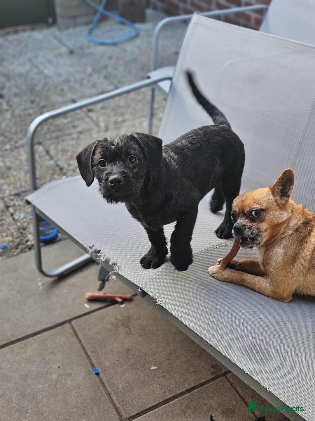 Kruising honden te koop: Super lieve Franse bulldog x toypoedel. - Advertentie 13