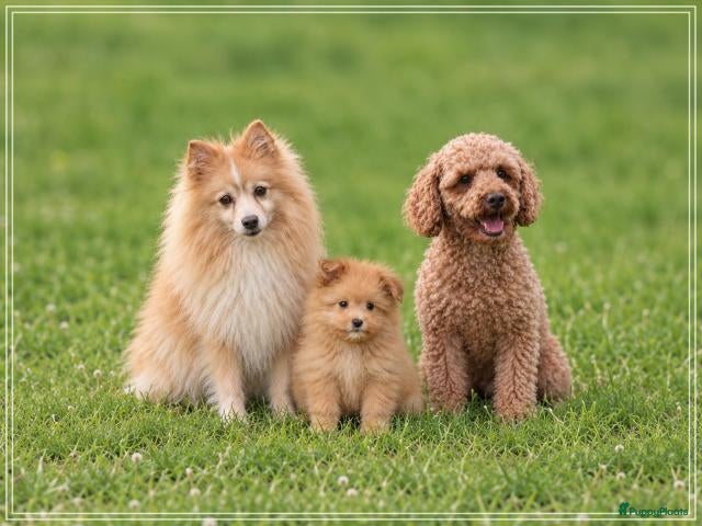 Kruising honden Vrolijke Kruising Dwergpoedel. - Advertentie 13