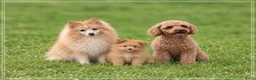 Kruising honden te koop: Vrolijke Kruising Dwergpoedel. - Advertentie 1
