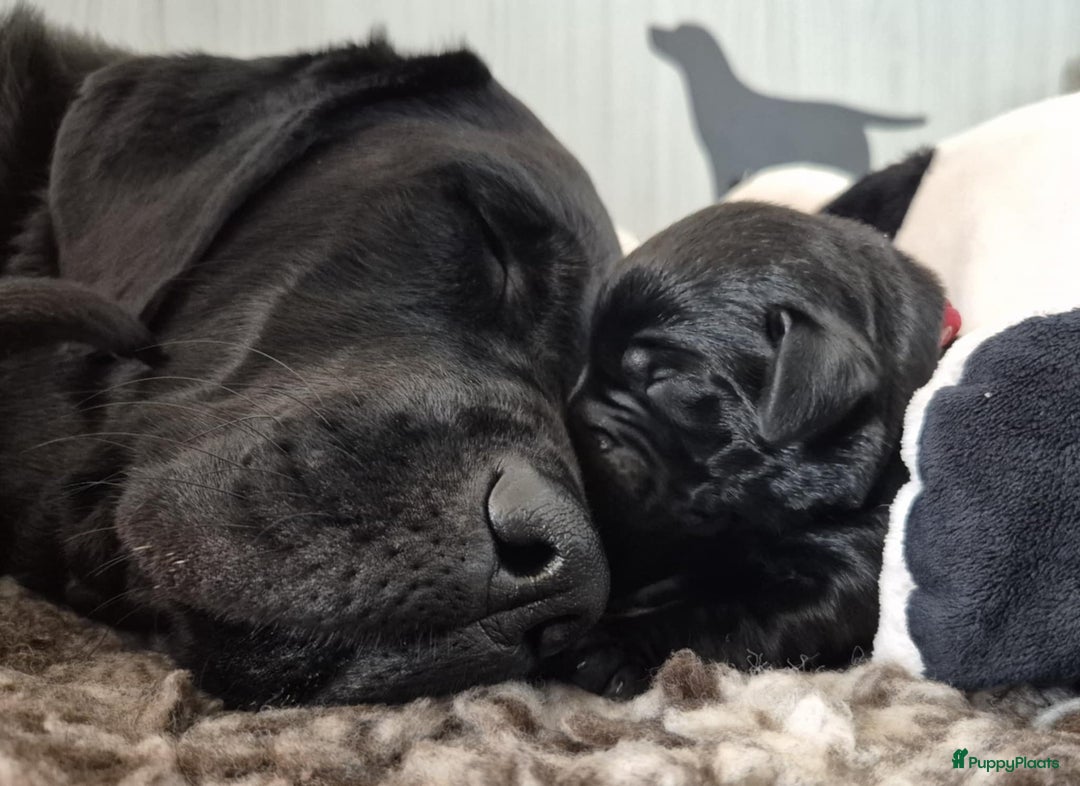 Labrador Retriever honden te koop: Zwarte en gele labrador pups met stamboom - Afbeelding 10