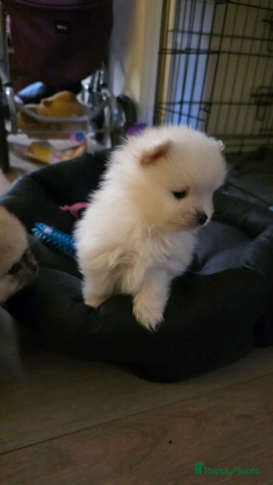 Pomeriaan honden te koop: Pomeriaan  - Advertentie 3