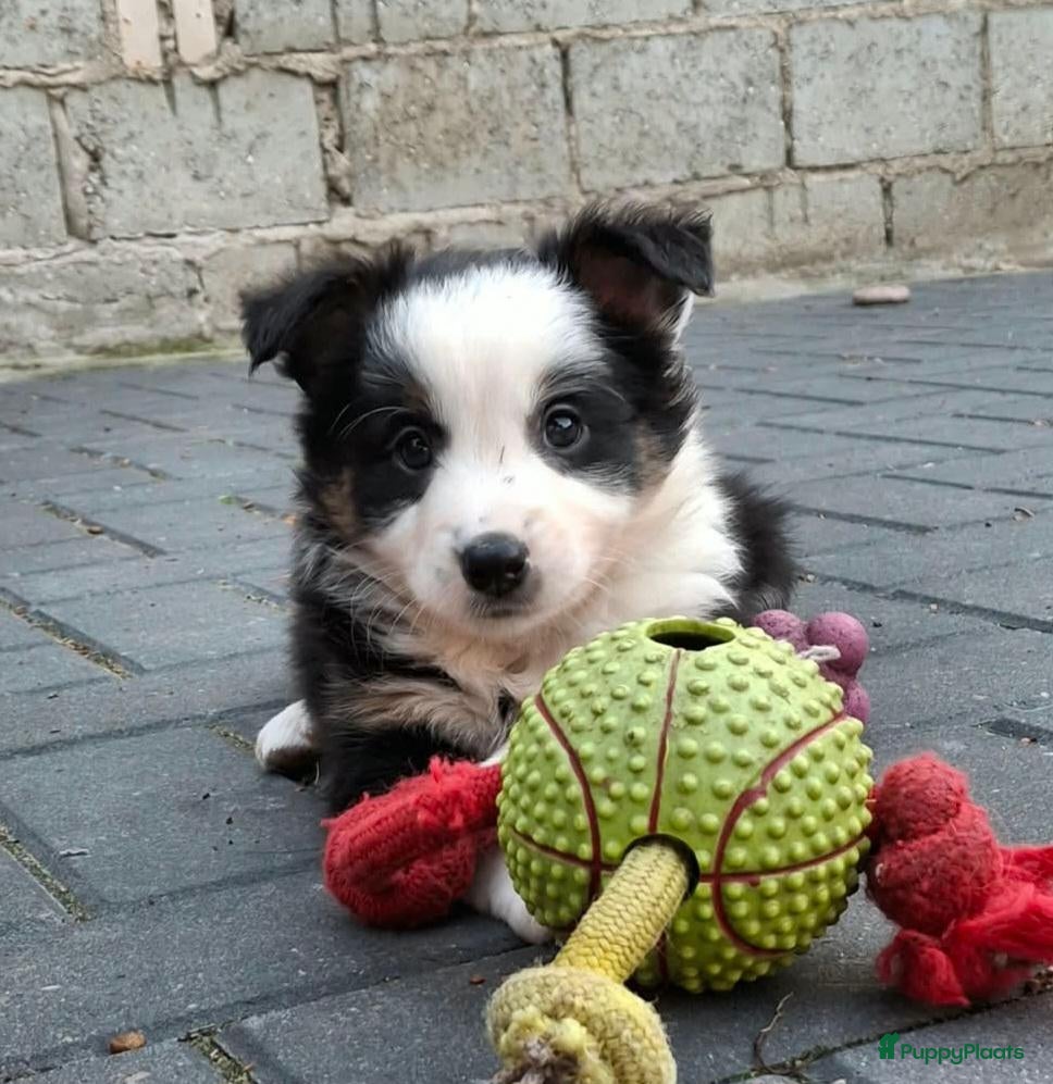 Border Collie honden Border collie pups - Advertentie 1