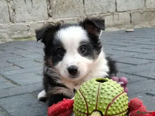 Border Collie honden Border collie teefje mag het nest verlaten - Advertentie 2
