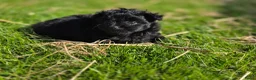 Kruising honden te koop: Pomeriaan×toypoedel - Advertentie 7