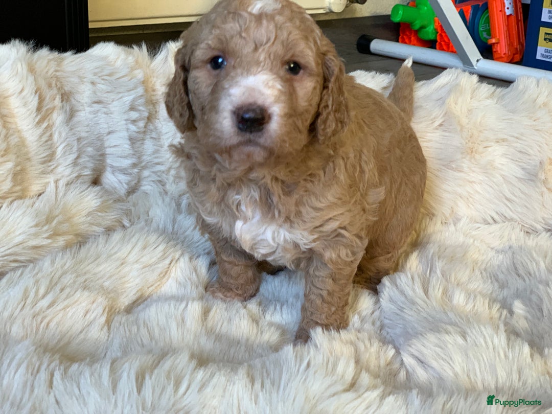 Kruising honden te koop: Goldendoodle Medium Pups Geboren - Advertentie 4