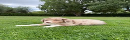 Kruising honden te koop: Australian Shepherd x Border Collie pups - Advertentie 8