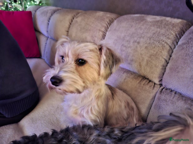 Kruising honden Zes puppy's - Advertentie 4