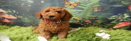 Australian Labradoodle honden te koop:  Nog 3 pupjes Mini/medium Australian labradoodle  - Advertentie 9