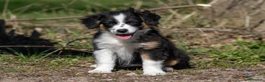 Australian Shepherd Puppy 3