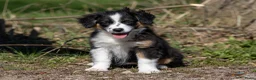 Australian Shepherd honden te koop: Miniature australian shepherd puppy’s MAS in Hellendoorn - Advertentie 6