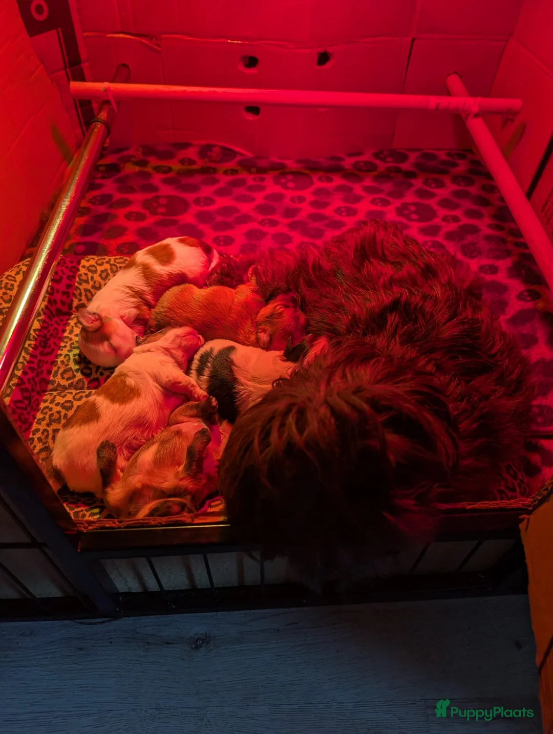 Kruising honden te koop: Shihpom pups  - Advertentie 2