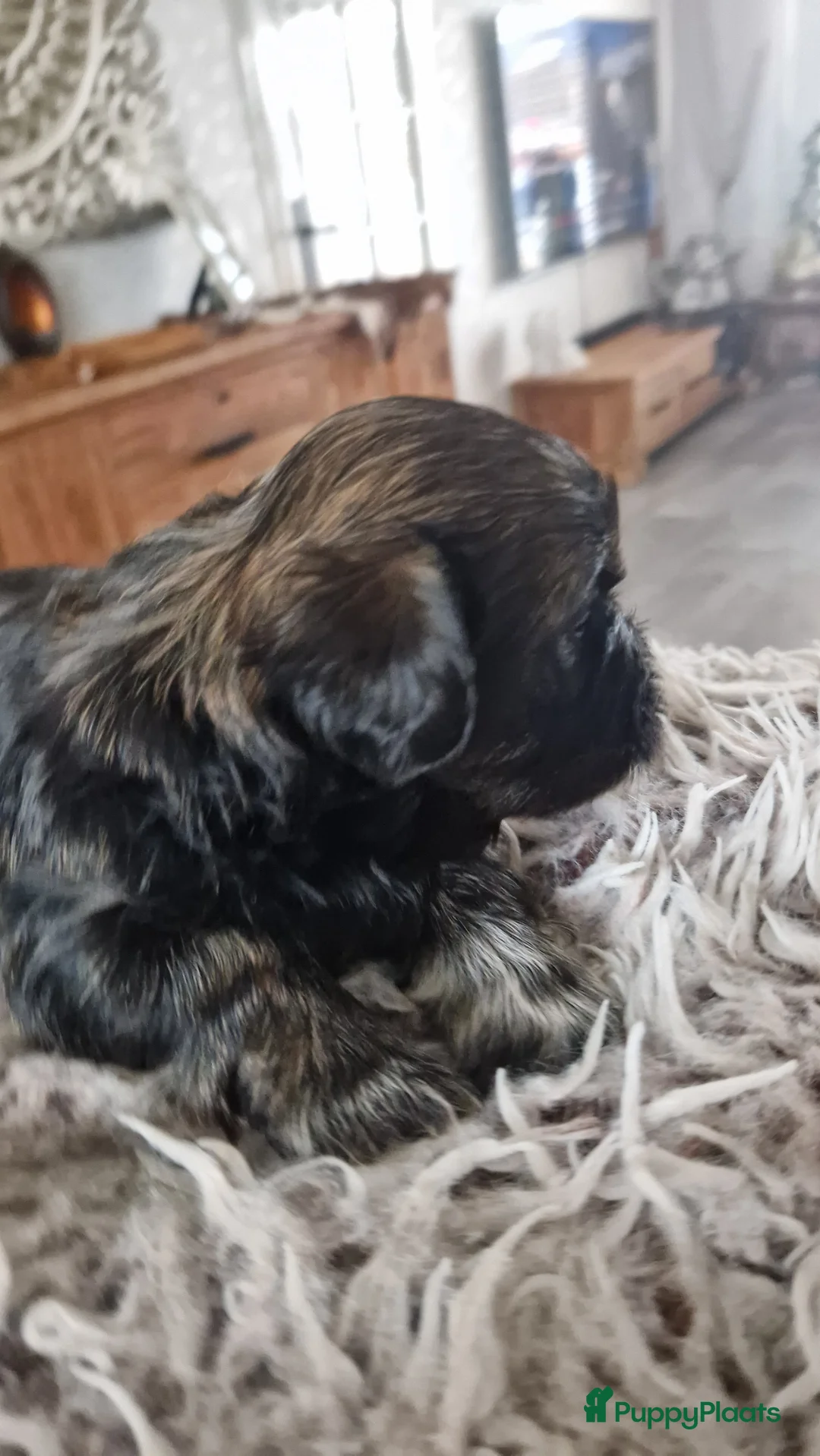 Shih Tzu honden te koop: Mooie shih tzu pups - Advertentie 11