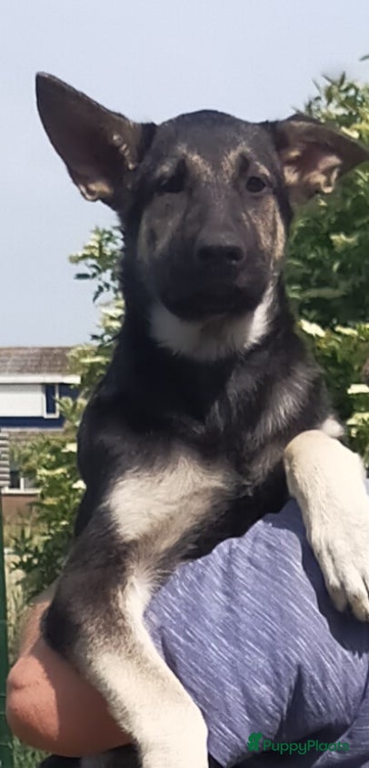 Duitse Herder honden Oost Europese herder pups (VEO) - Advertentie 1