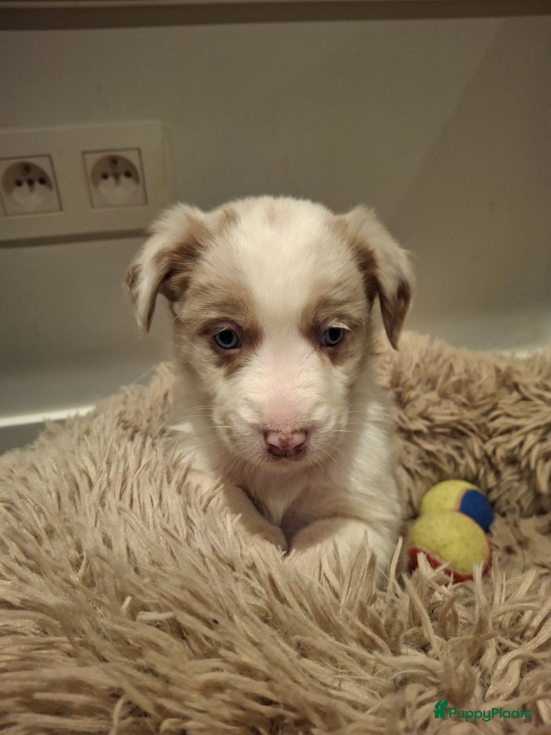 Australian Shepherd honden te koop: Raszuiver Australian Shepherd pups op de boerderij - Advertentie 10