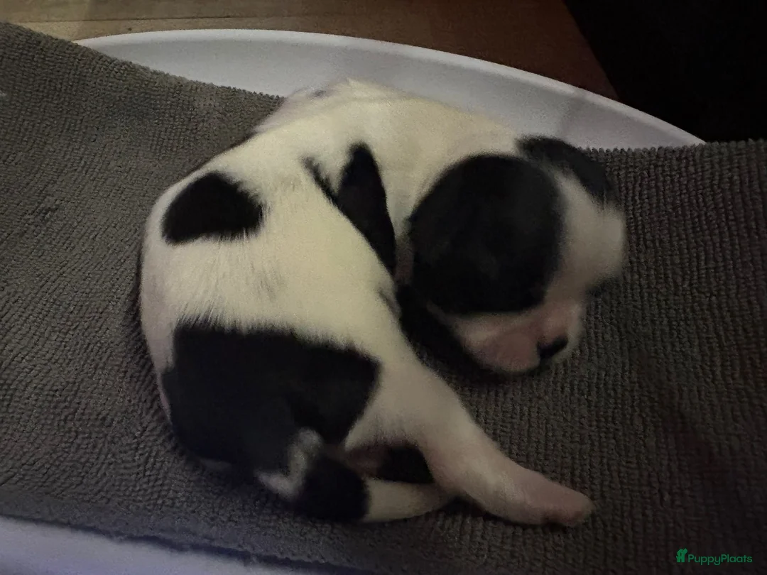 Kruising honden te koop: Mooie shitzuboomer - Advertentie 17