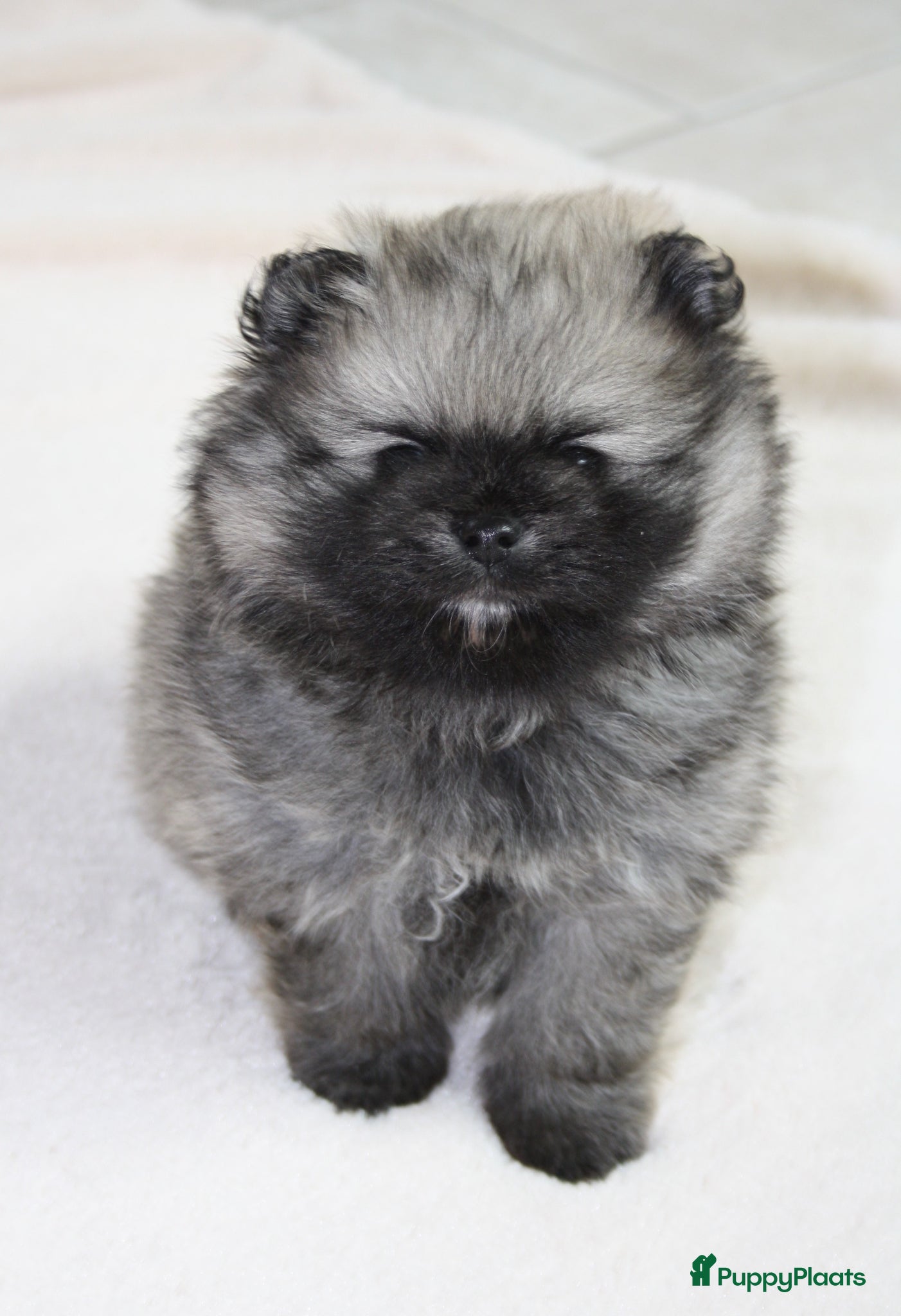 Pomeriaan honden pomeriaan/dwergkees pup reutje met FCI stamboom - Advertentie 2