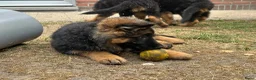 Duitse Herder honden te koop: Duitse herder puppy’s - Advertentie 7