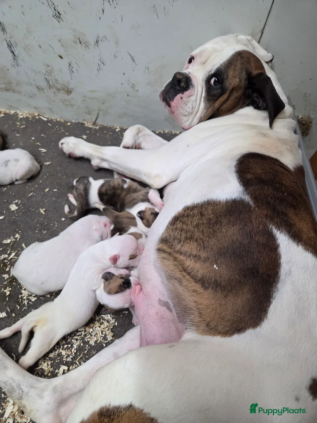 Amerikaanse Bulldog honden te koop: Prachtige Amerikaanse bulldog pups met stamboom - Advertentie 2