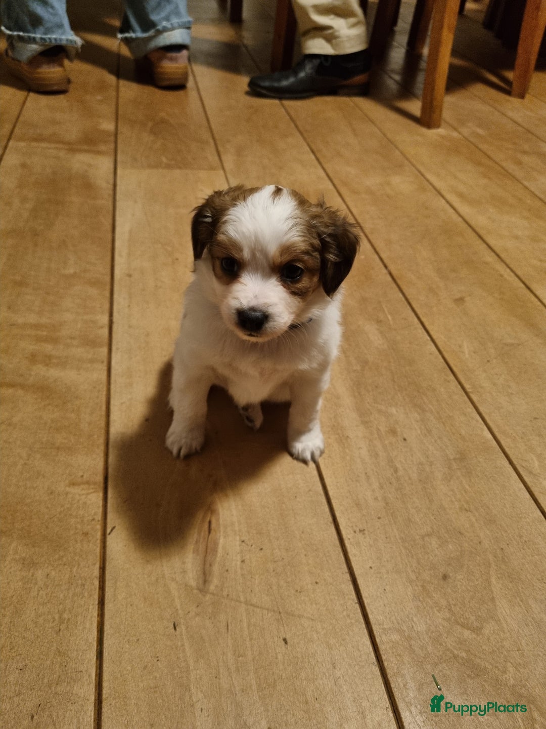 Kooikerhondje honden te koop: 6 Kooiker pups / alle nu gereserveerd!  - Advertentie 5
