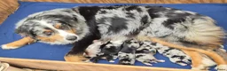 Kruising honden te koop: Australian shepherd x Berner sennen (25%) pups  - Advertentie 14