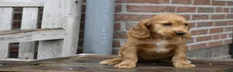 Engelse Cocker Spaniel honden te koop: Engelse Cocker Spaniel pups - Advertentie 13