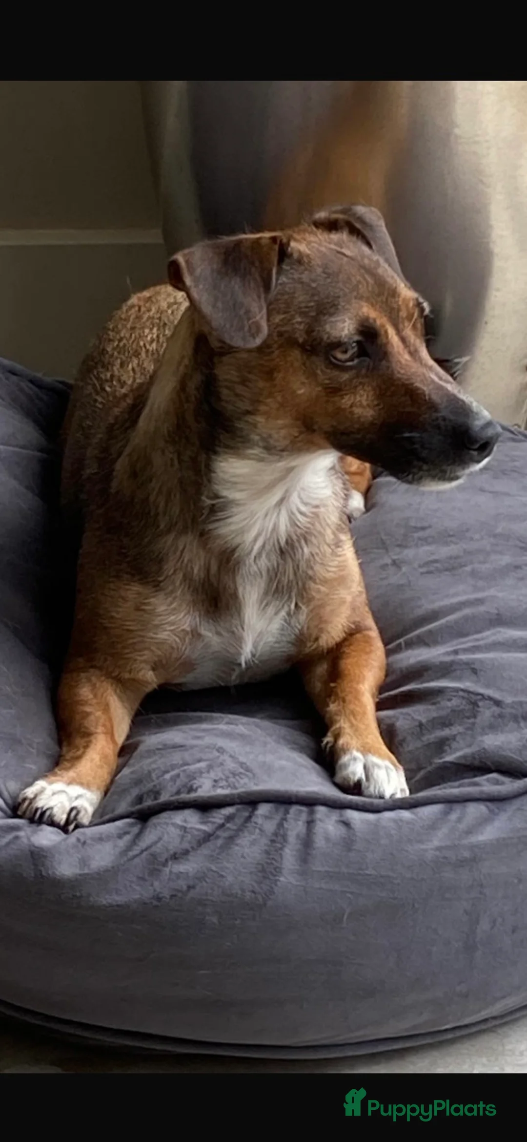 Jack Russel Terriër honden te koop: Onze Jack Russell Nel heeft pups - Advertentie 1