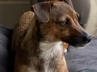 Jack Russel Terriër honden Onze Jack Russell Nel heeft pups - Advertentie 1