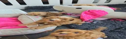 Maltipoo honden te koop: Mooie Maltipoo Pups puppies ( toy poedel ) - Advertentie 26