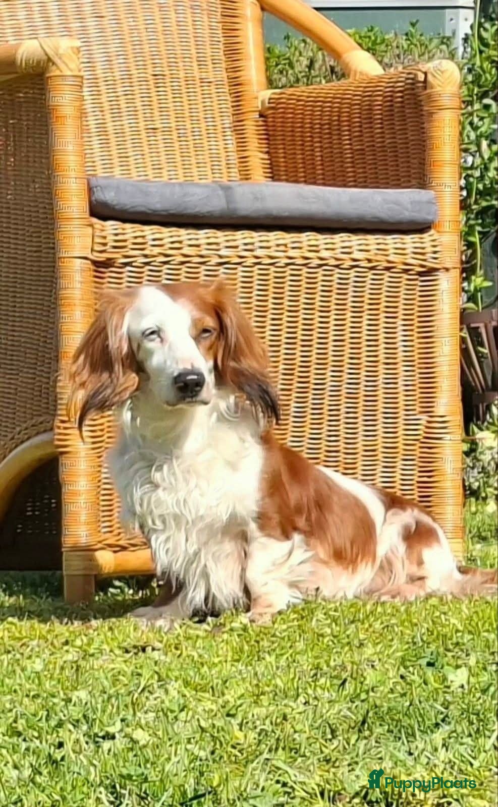 Teckel (langhaar) honden Bonte teckels merle pups - Advertentie 2