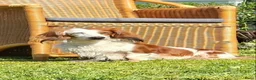 Teckel (langhaar) honden te koop: Bonte teckels merle pups - Advertentie 2