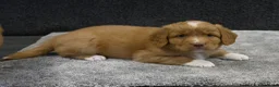 Nova Scotia Duck Tolling Retriever honden te koop: Nova Scotia Duck Tolling Retriever pups # Toller - Advertentie 22