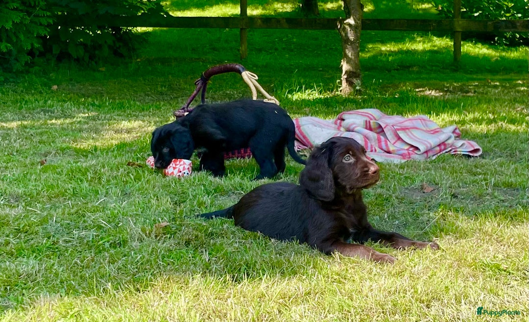 Duitse Staande Hond Langhaar honden te koop: Te koop raszuivere Duitse staande langhaar. - Afbeelding 4